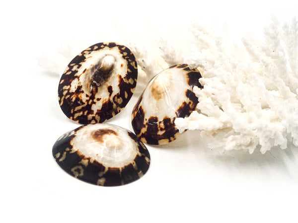 Polished Brown and Beige Limpet Shell